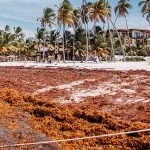 sargazo en playa